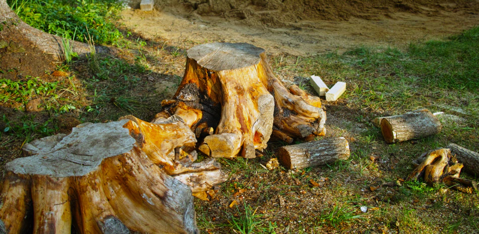 Stump Grinding & Removal 1