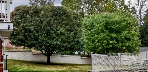 Tree Care & Maintenance 1