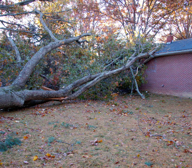 fallen tree on a house