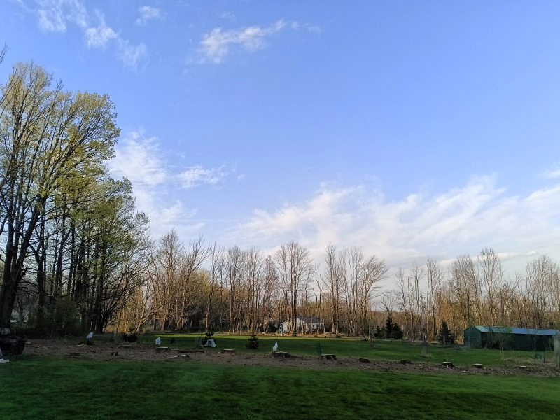 land after tree removal