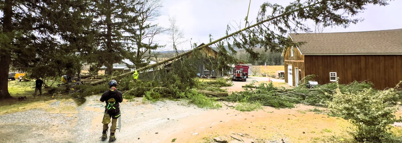 tree removal services