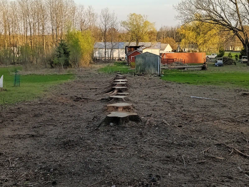 tree stump after removal