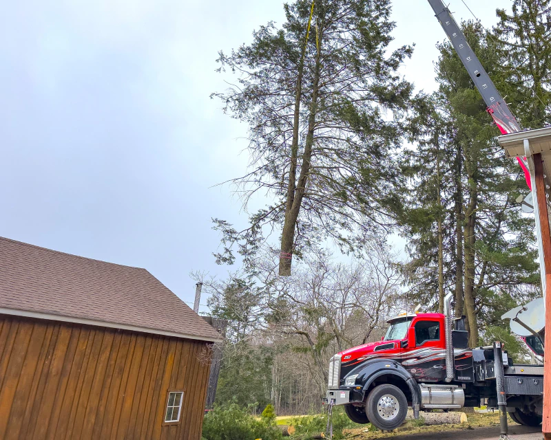 truck during tree removal
