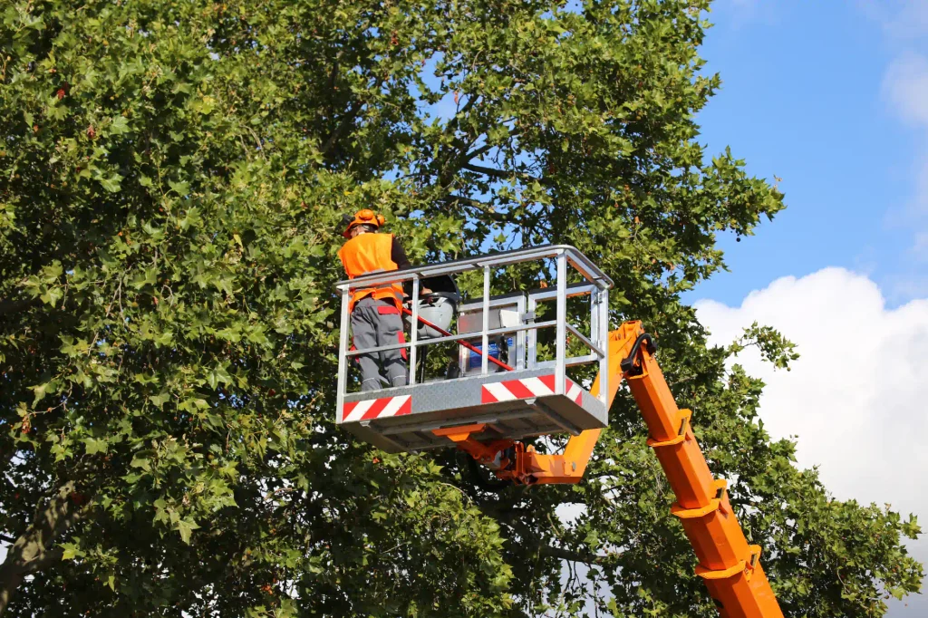 Professional Tree Care Services in Plains, PA